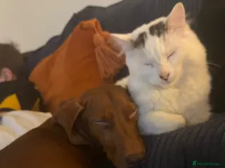 Mixed Breed cats Two boys good temperament - Advert 1