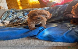 Cavapoo dogs for sale: Red toy cavapoo  - Image 7