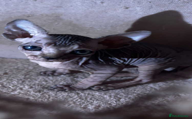 Sphynx cats - Advert 1