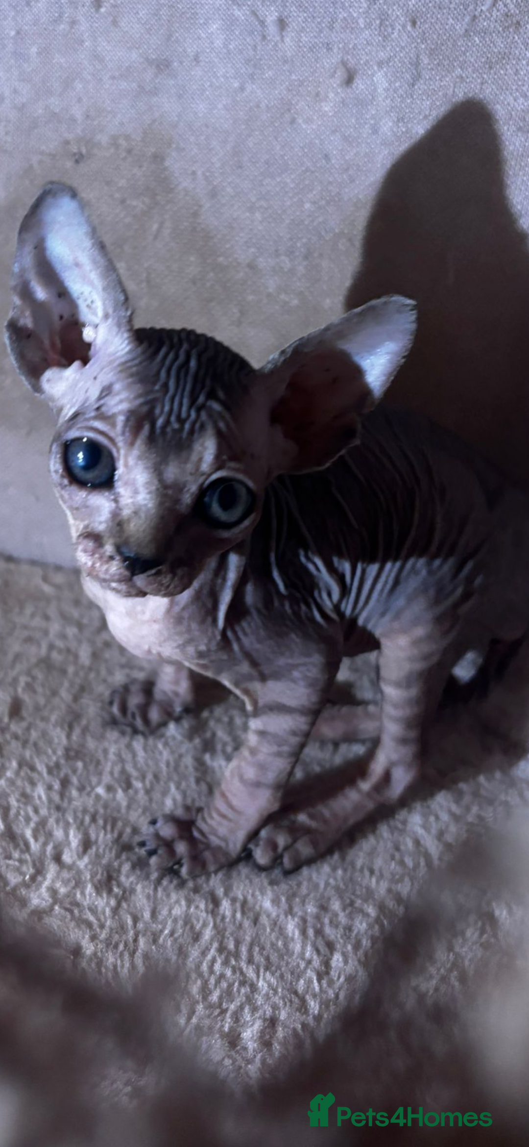 Sphynx cats for sale: Male sphynx kitten the last of his litter  - Image 1