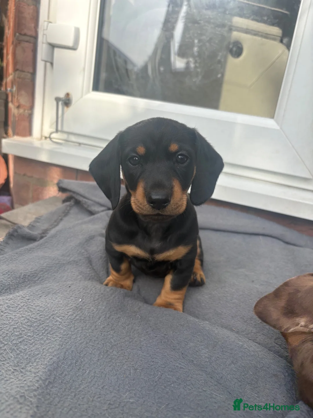 Miniature Dachshund dogs for sale: 3 gorgeous boys available💙💙💙 - Advert 2