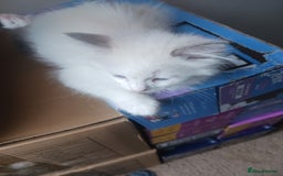Ragdoll cats for sale: CUTE BLUE COLOUR POINT RAGDOLL KITTENS  - Image 12