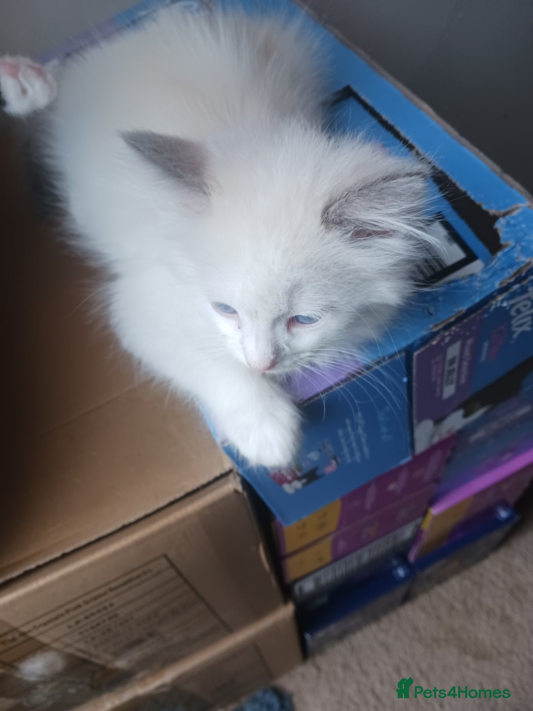 Ragdoll cats for sale: CUTE BLUE COLOUR POINT RAGDOLL KITTENS  - Image 12
