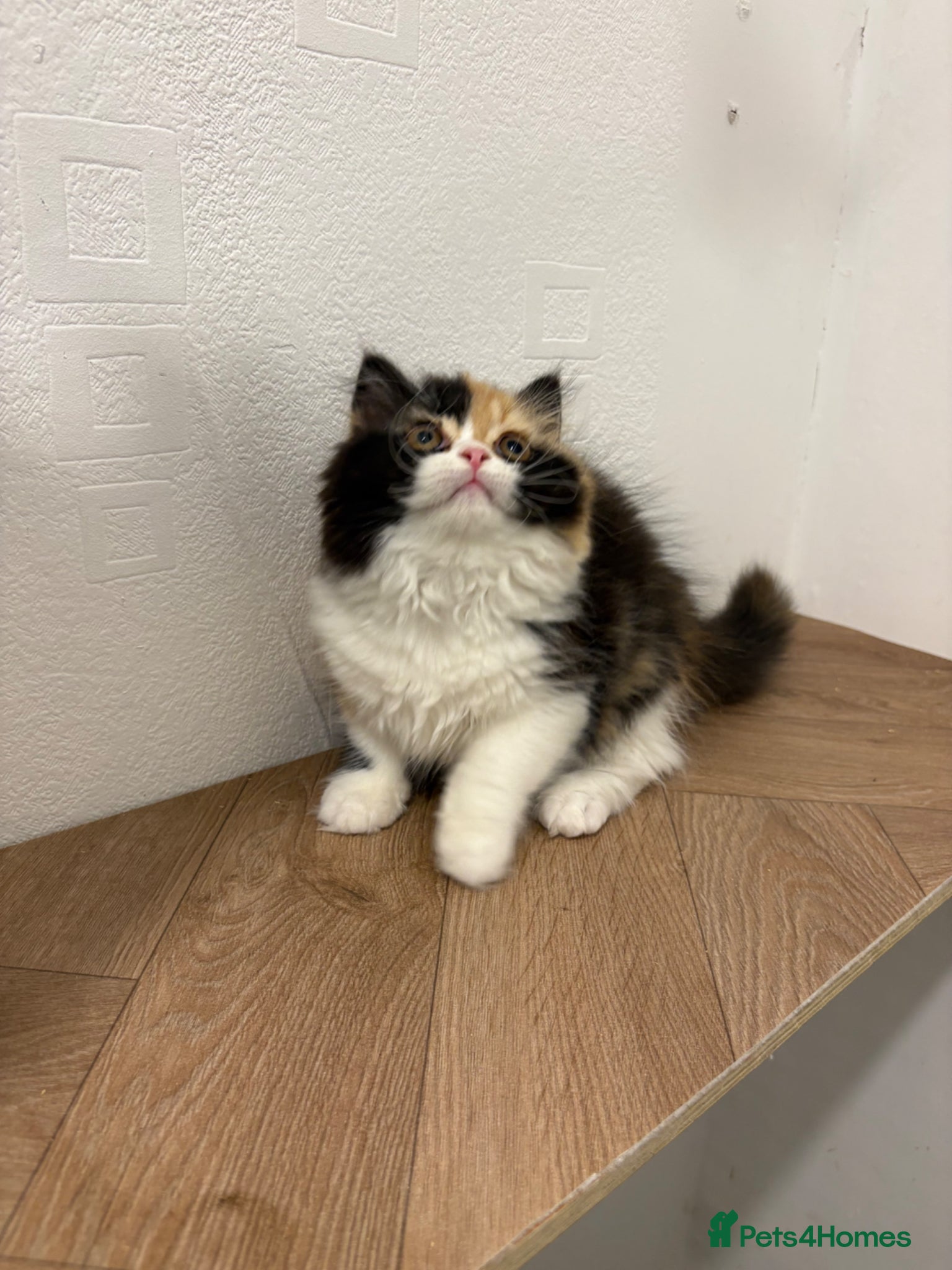 British Longhair cats Black tortie and white cinnamon carrier  - Advert 16