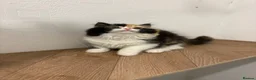 British Longhair cats for sale: Black tortie and white cinnamon carrier  - Advert 1