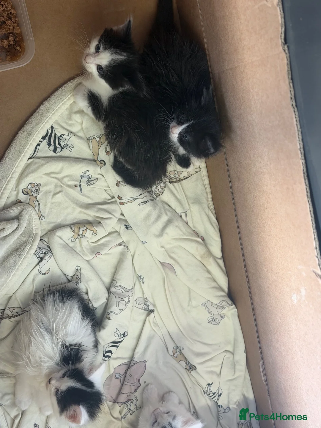 Mixed Breed cats for sale: Tuxedo and cow printed kittens in Burton-on-Trent - Advert 8