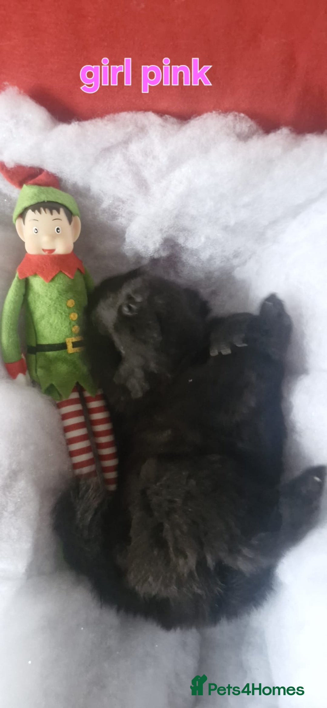 Chow Chow dogs for sale: KC REGISTERED QUALITY TEDDY BEAR CHOW CHOW 5 wk - Advert 8