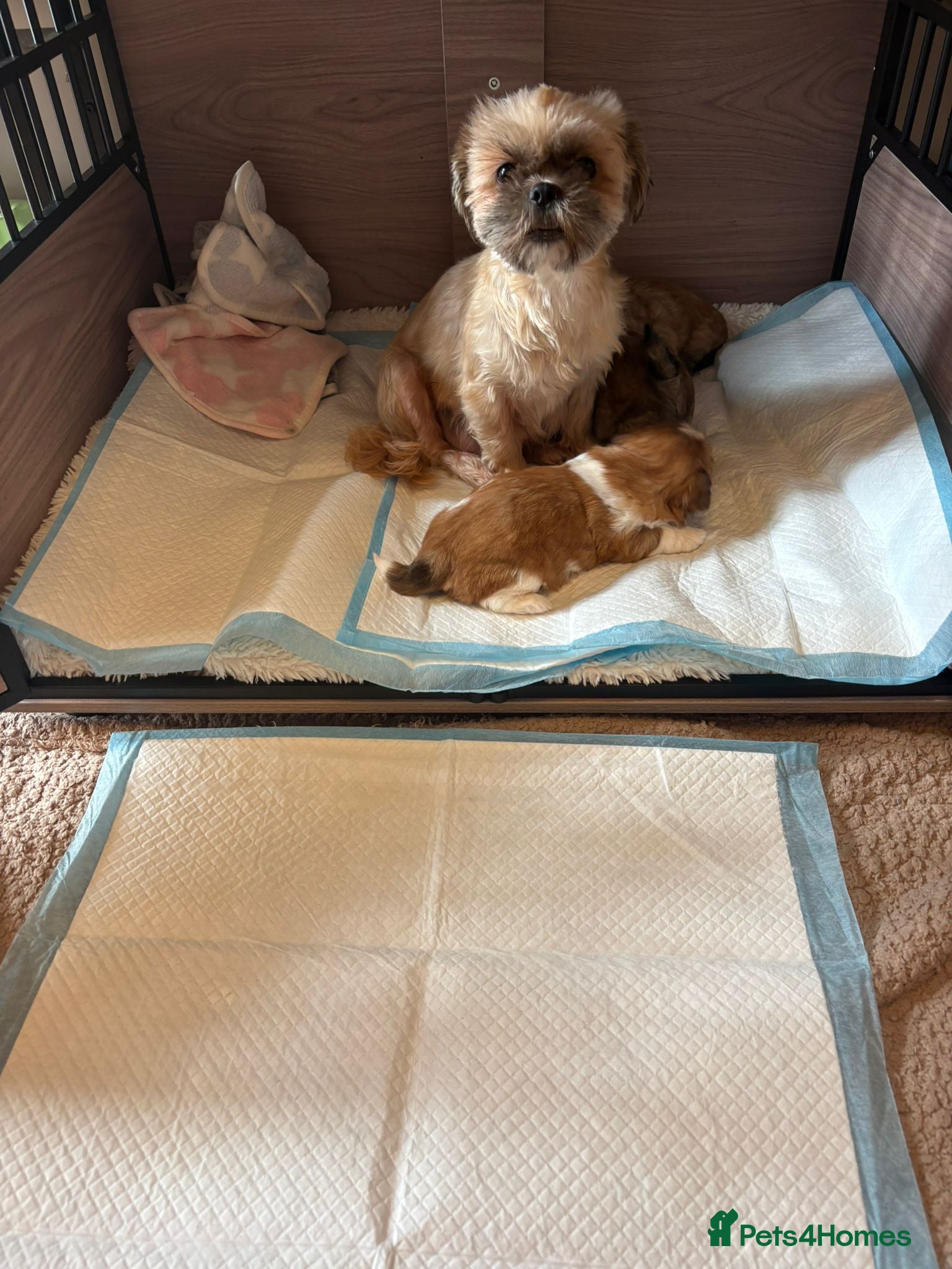 Shih Tzu dogs Shihtzu imperial - Advert 7