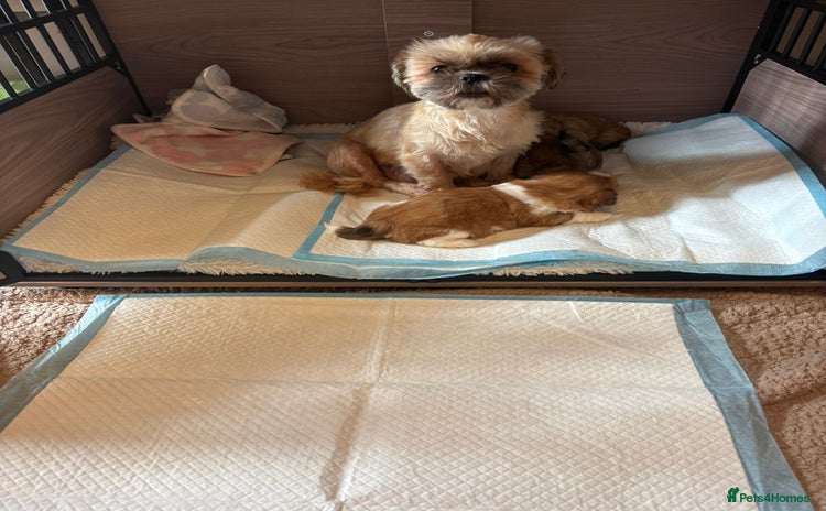 Shih Tzu dogs Shihtzu imperial - Advert 1