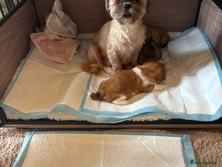 Shih Tzu dogs Shihtzu imperial - Advert 16