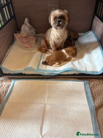 Shih Tzu dogs Shihtzu imperial - Advert 1