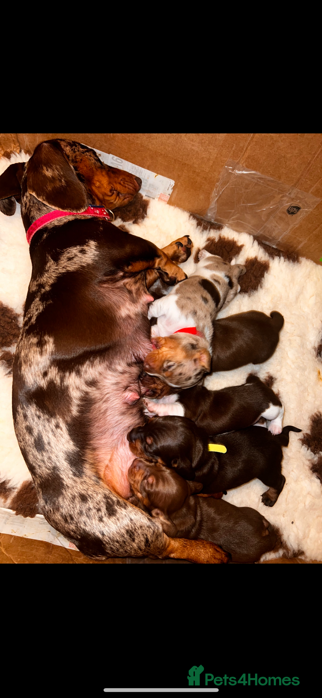 Miniature Dachshund dogs for sale: EXCEPTIONAL QUALITY MINIATURE DACHSHUND PUPPIES.  - Advert 1