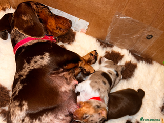 Miniature Dachshund dogs EXCEPTIONAL QUALITY MINIATURE DACHSHUND PUPPIES. - Advert 1