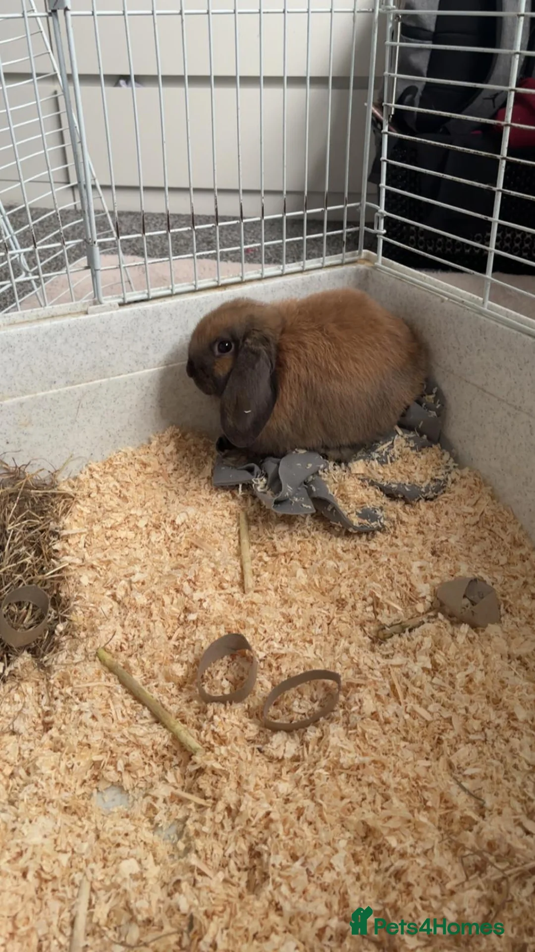 Mini Lop rabbits for sale: Male mini lop needing new indoor home in Basildon - Advert 2