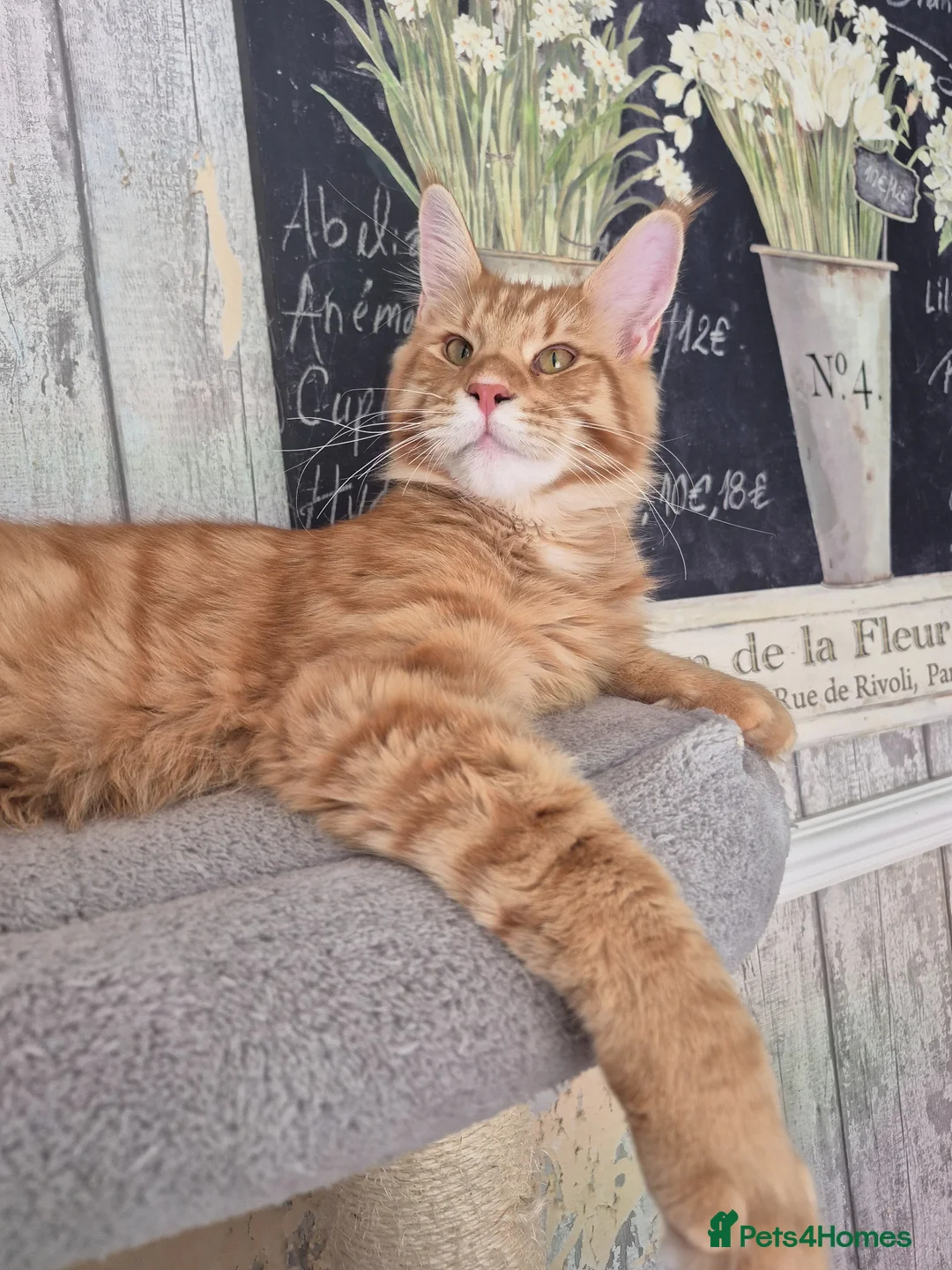 Maine Coon cats for sale: 🔥 STUNNING MAINE COON BOY- READY FOR HIS HOME 🔥 - Advert 2