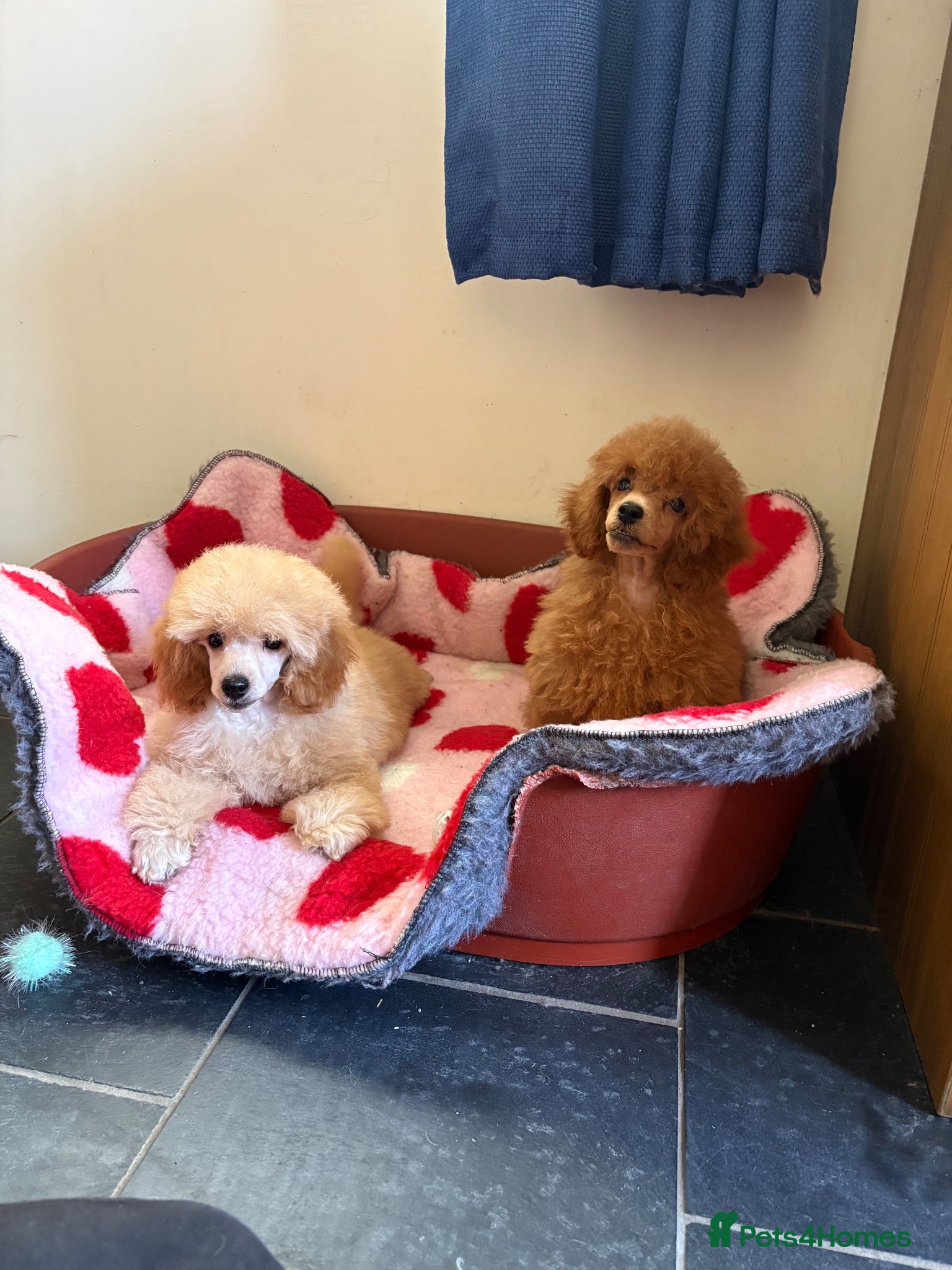 Toy Poodle dogs ⭐️ Licensed Breeder ⭐️ KC Toy Poodles - Advert 2