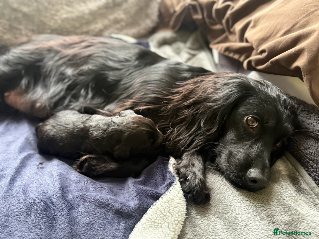 Cocker Spaniel dogs for sale:  Beautiful Working Cocker Spaniel bitch - Advert 9