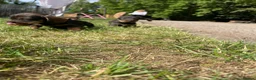 Dachshund dogs for sale: 3 beautiful boy wired haired sausages  - Advert 7