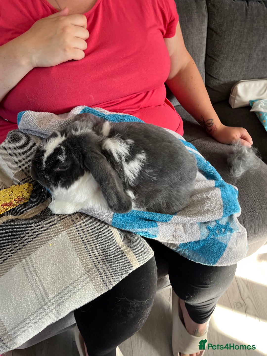 French Lop rabbits for sale: 3 year old vinnie  - Image 3