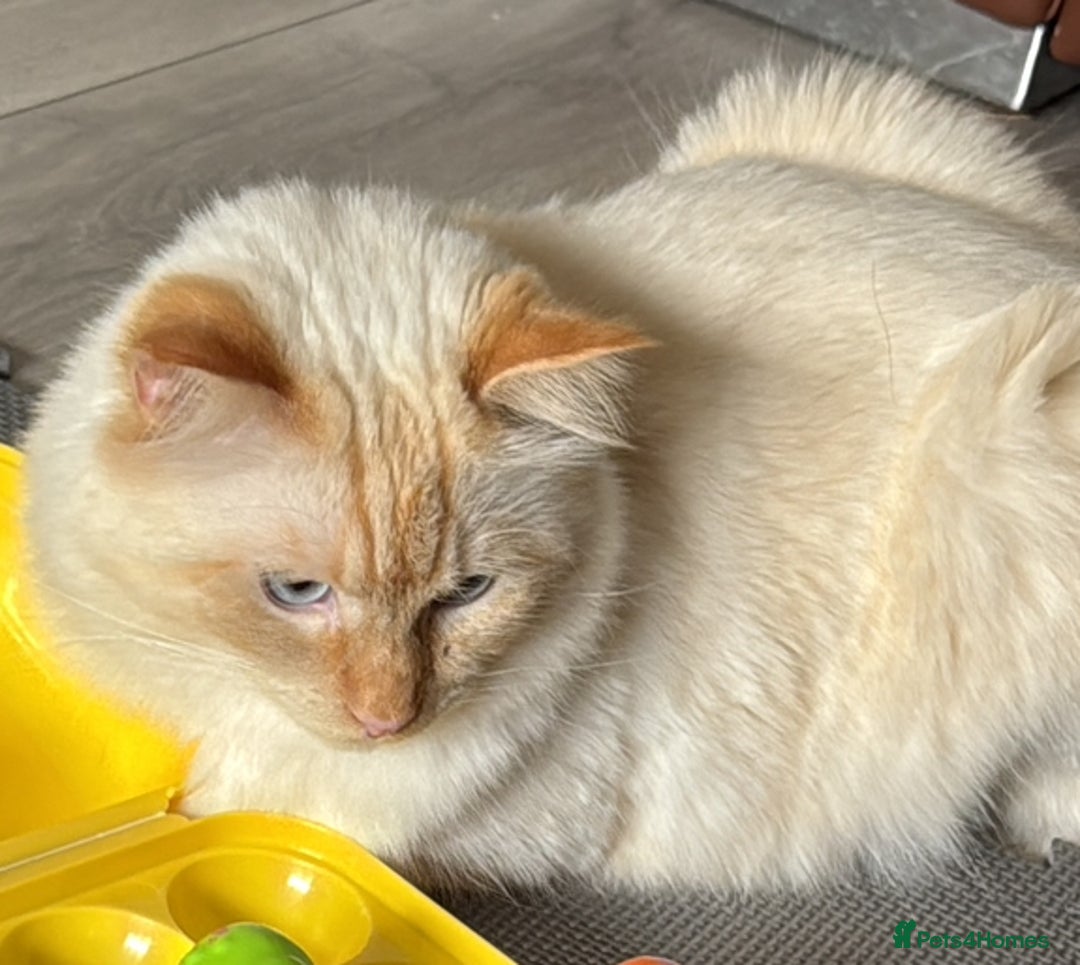 RagaMuffin cats for sale: Ghost - Image 8