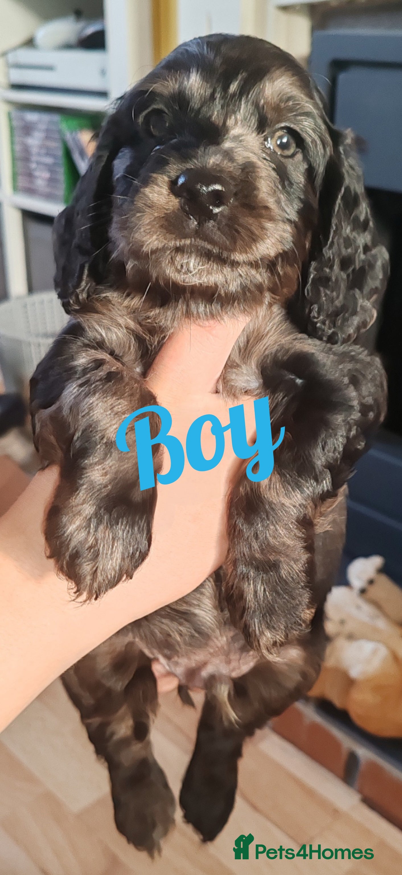 Cockapoo dogs cockapoo puppies F1 - Advert 2