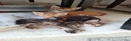 Bengal cats for sale: Beautiful kittens for sale  in Nottingham - Advert 14
