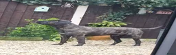 Mixed Breed dogs for sale: Cane corso x American bully puppies - Advert 12