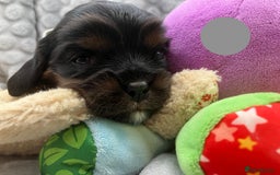 Cavalier King Charles Spaniel dogs for sale: KC Registered Puppies from Health Tested Parents  - Image 6