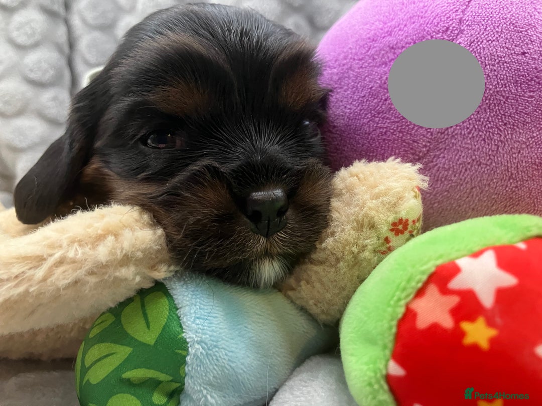 Cavalier King Charles Spaniel dogs for sale: KC Registered Puppies from Health Tested Parents  - Image 6