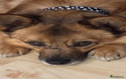 Mixed Breed dogs for adoption: Lovely Bentley is a 9 year old energetic chap 💙 in Manchester - Image 12