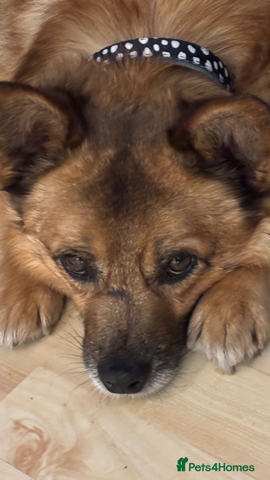 Mixed Breed dogs for adoption: Lovely Bentley is a 9 year old energetic chap 💙 in Manchester - Image 12