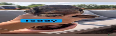 Dachshund 5