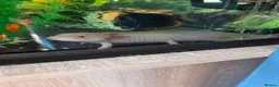Axolotl reptiles for sale: Pink Axolotl for sale - Advert 4