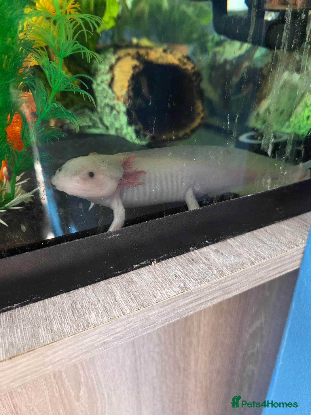 Axolotl reptiles for sale: Pink Axolotl for sale - Advert 4