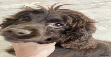 Cockapoo dogs Cockerpoo puppy’s  - Advert 3