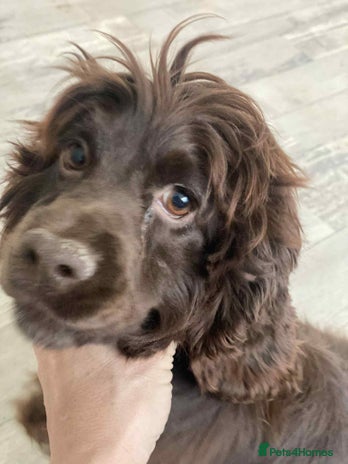 Cockapoo dogs Cockerpoo puppy’s - Advert 1