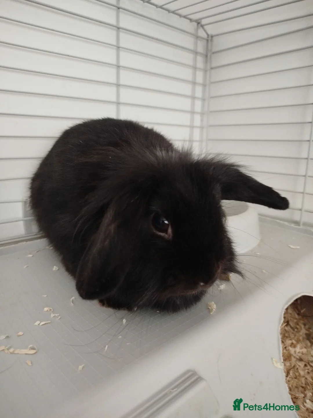 Mini Lion Lop rabbits for sale: Truffle the mini lion lop - Advert 2