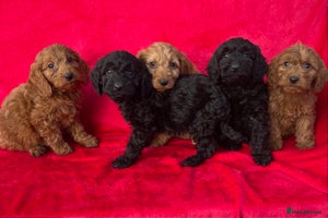 Cockapoo dogs - Advert 4