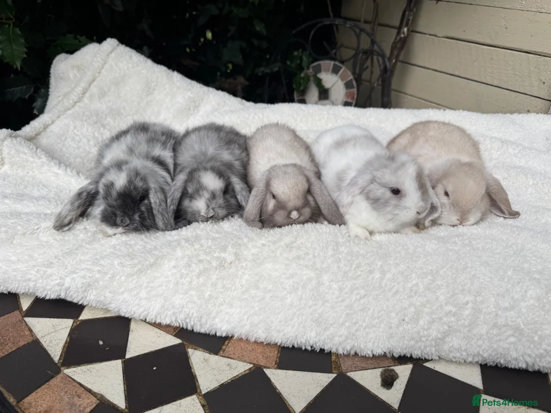 Mini Lop rabbits for sale: Pedigree mini lops  - Advert 2