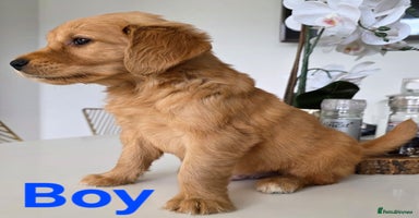 Golden Retriever dogs - Advert 15