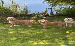 Labradoodle dogs for stud: Miniature labradoodle for stud  - Image 2