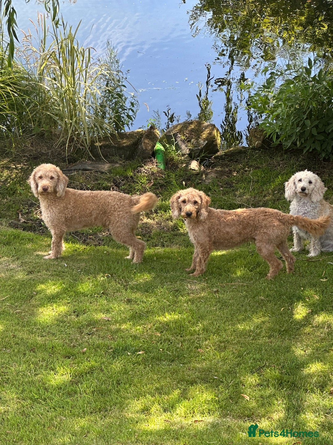 Labradoodle dogs for stud: Miniature labradoodle for stud  - Image 2