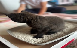 Bombay cats for sale: Black kitten 2 months  - Image 7
