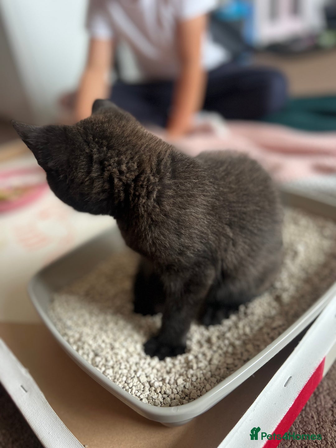 Bombay cats for sale: Black kitten 2 months  - Image 7
