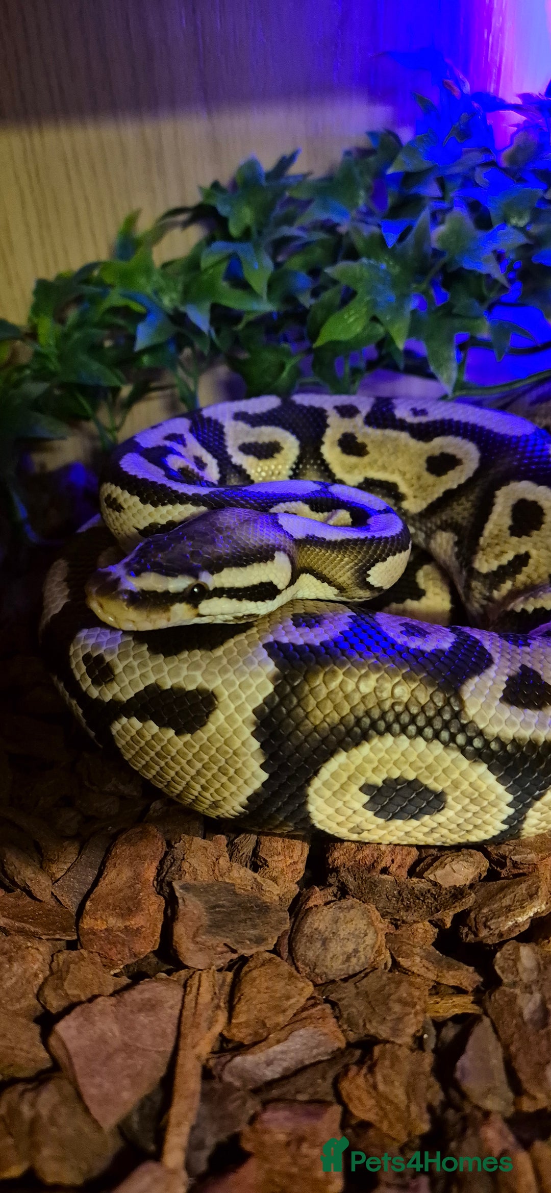Python Snake reptiles for sale: 2 Royal Pythons  - Advert 7
