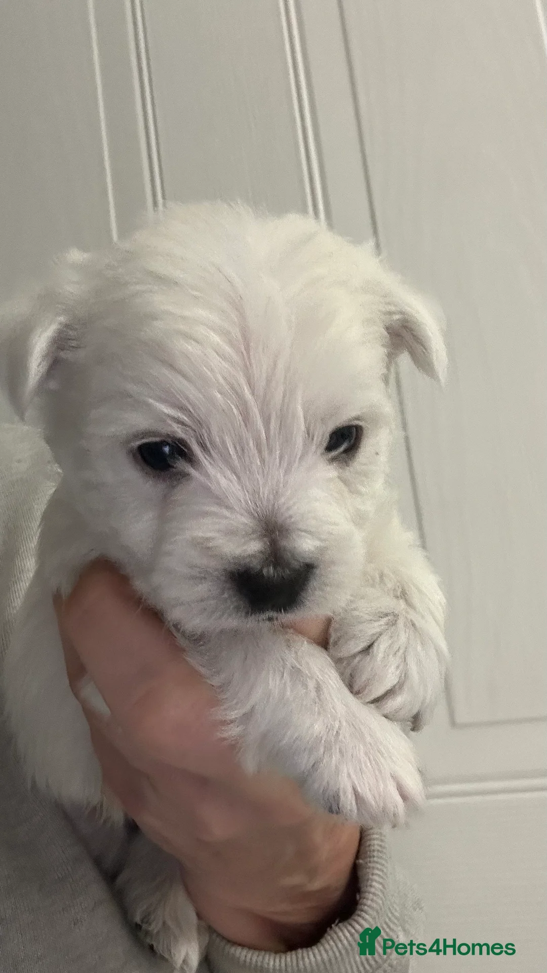 West Highland Terrier dogs for sale: Westies show quality pups ready 6.3.26 - Advert 8