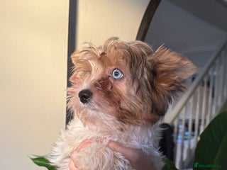 Yorkshire Terrier dogs Colourful Biewer Yorkshire terriers - Advert 1