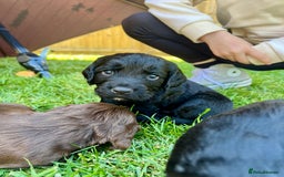 Cocker Spaniel dogs for sale: KC Registered Working Cocker Spaniel Puppies  in Shepton Mallet - Image 14