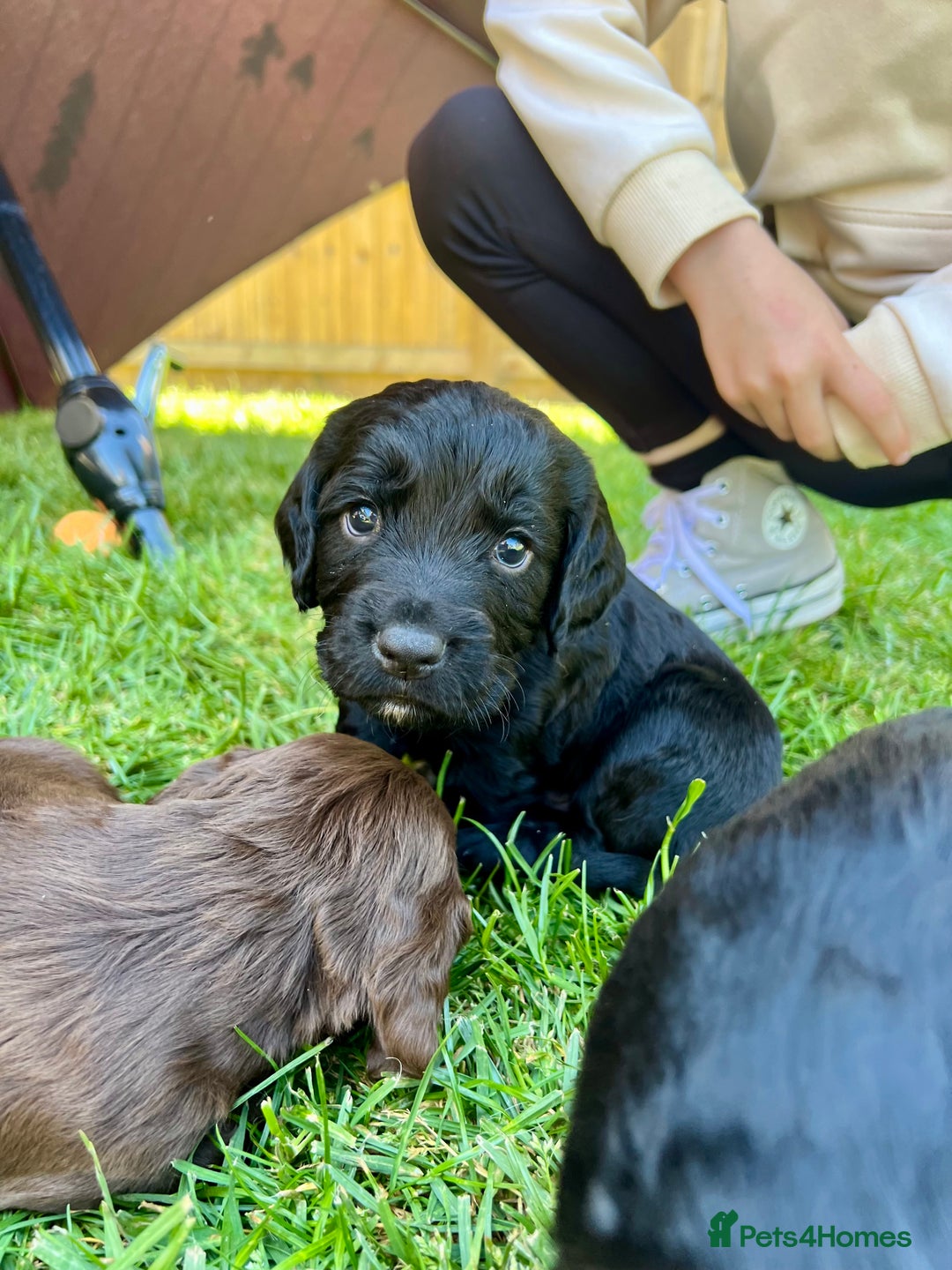 Cocker Spaniel dogs for sale: KC Registered Working Cocker Spaniel Puppies  in Shepton Mallet - Image 14