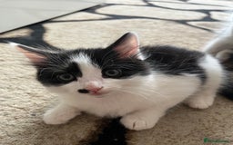 Mixed Breed cats for sale: Kittens for sale  - Image 3